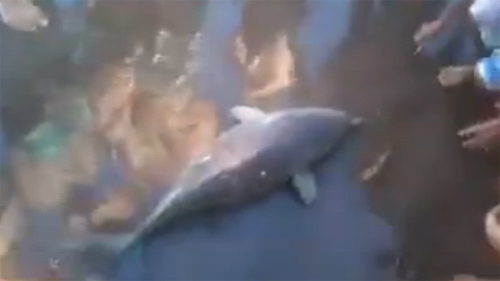 Cá heo chết vì bị du khách bắt chụp ảnh tự sướng