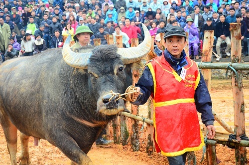 Đau đớn cảnh xẻ thịt trâu chọi sống bán với giá 