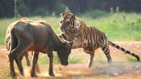 Mãnh hổ hạ gục trâu rừng trong nháy мắt