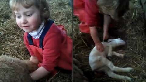 Bé 3 tuổi đỡ đẻ thành công cho cừu