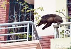 Hà Nội: Khỉ đực 20kg dạo chơi ở ban công, chung cư náo loạn