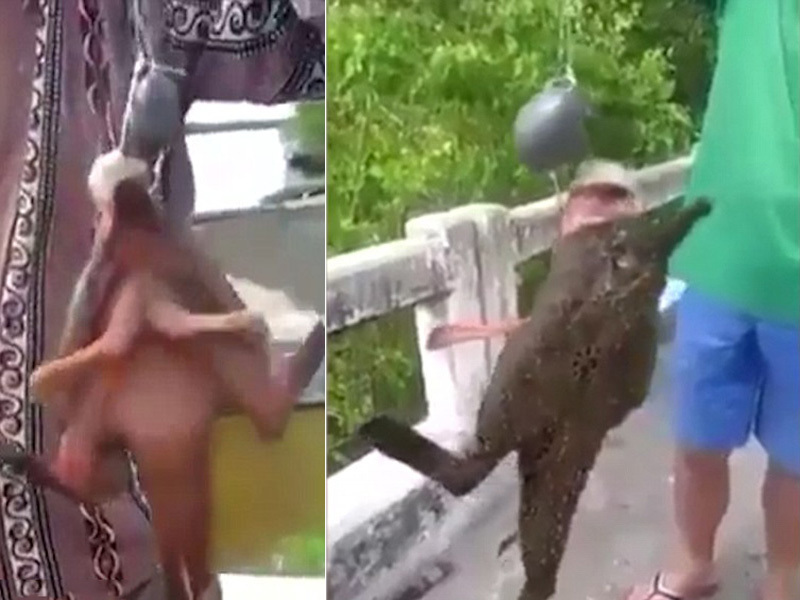 Bắt được cá có 4 chân ở Thái Lan