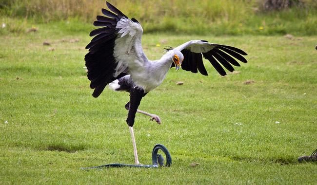 Loài chim hạ đo ván rắn độc bằng 