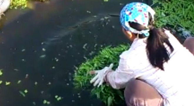 Kinh hoàng rửa rau bằng nước đen ngòm hơn sông Tô Lịch