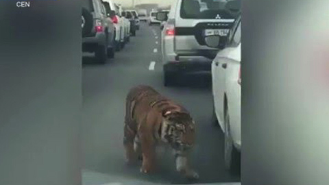 Phát hoảng thấy hổ đi dạo trên cao tốc