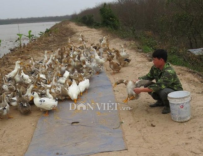 Ông Đoàn Văn Vươn tính mở nhà hàng vịt biển