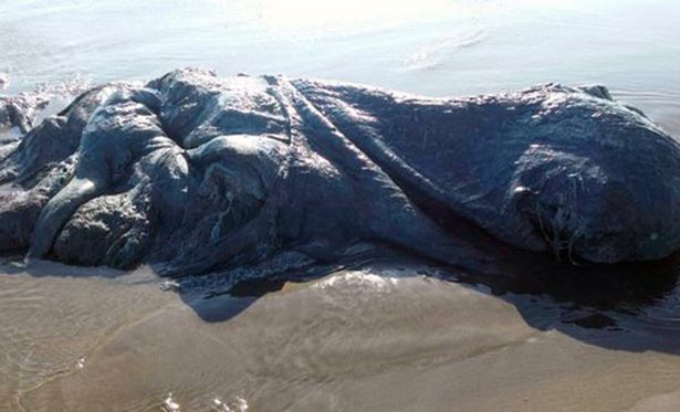 Phát hiện xác thuỷ quái 'khổng lồ' dạt vào bờ biển