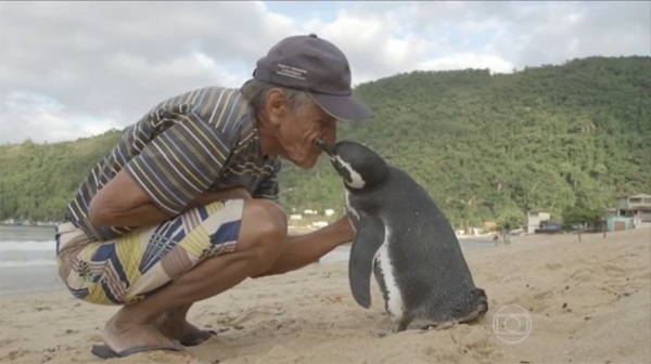 Chim cánh cụt bơi 8.000km về thăm ân nhân mỗi năm