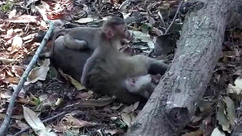 10 clip 'nóng': Chết lặng cảnh khỉ con ôm xác mẹ không rời