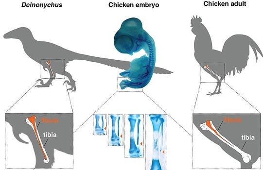 Hồi sinh chân khủng long trên cơ thể gà