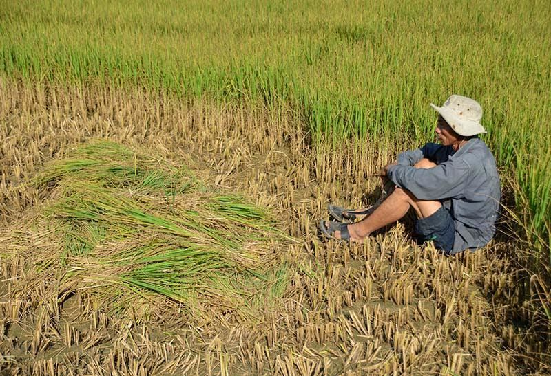 Trắng tay, ôm nợ vì lúa ngập mặn