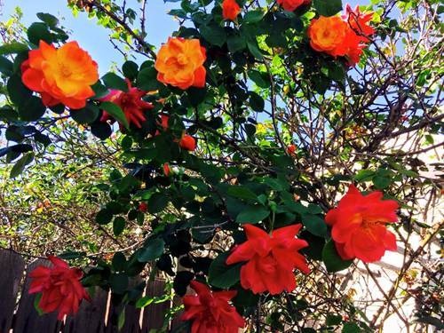 Ngất ngây ngắm hoa trong vườn nhà Thúy Nga ở Mỹ