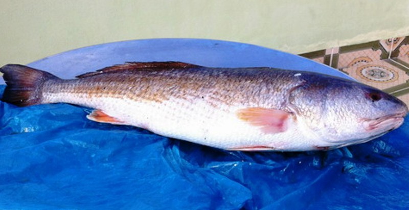 Bắt được cá sủ vàng nặng 9kg giá tiền tỷ trên sông Thị Vải