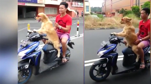 Phát sốt với 'quái xế' chó đeo kính lái mô tô