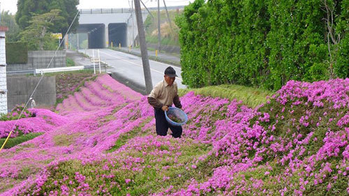 Cảm động ông lão trồng cánh đồng hoa tặng vợ ở Nhật Bản