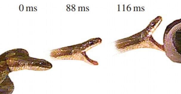Lí do con mồi hiếm khi thoát cú vồ của rắn