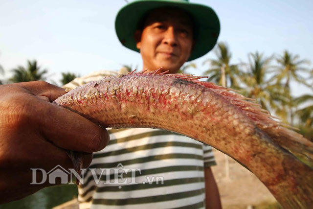 Những con cá lóc ghẻ lở, chảy máu toàn thân đáng sợ