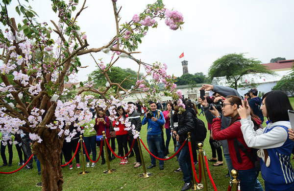 Trưng bày 10.000 cảnh hoa anh đào tại vườn hoa Lý Thái Tổ