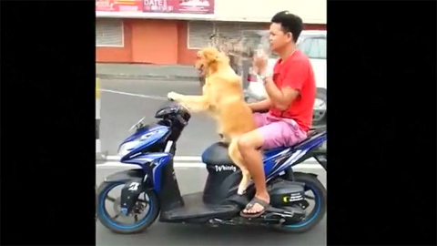 Clip: Chú chó lái xe máy chở chủ đi chơi
