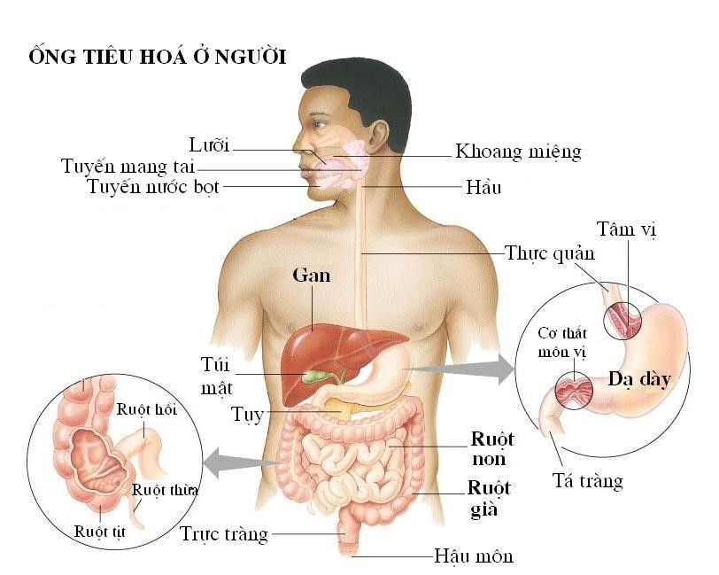 Ung thư đường tiêu hóa: Nguy hiểm nhất trong các loại ung thư