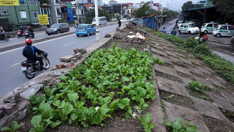 Trồng rau xanh, phơi quần đen trên triền đê sông Hồng