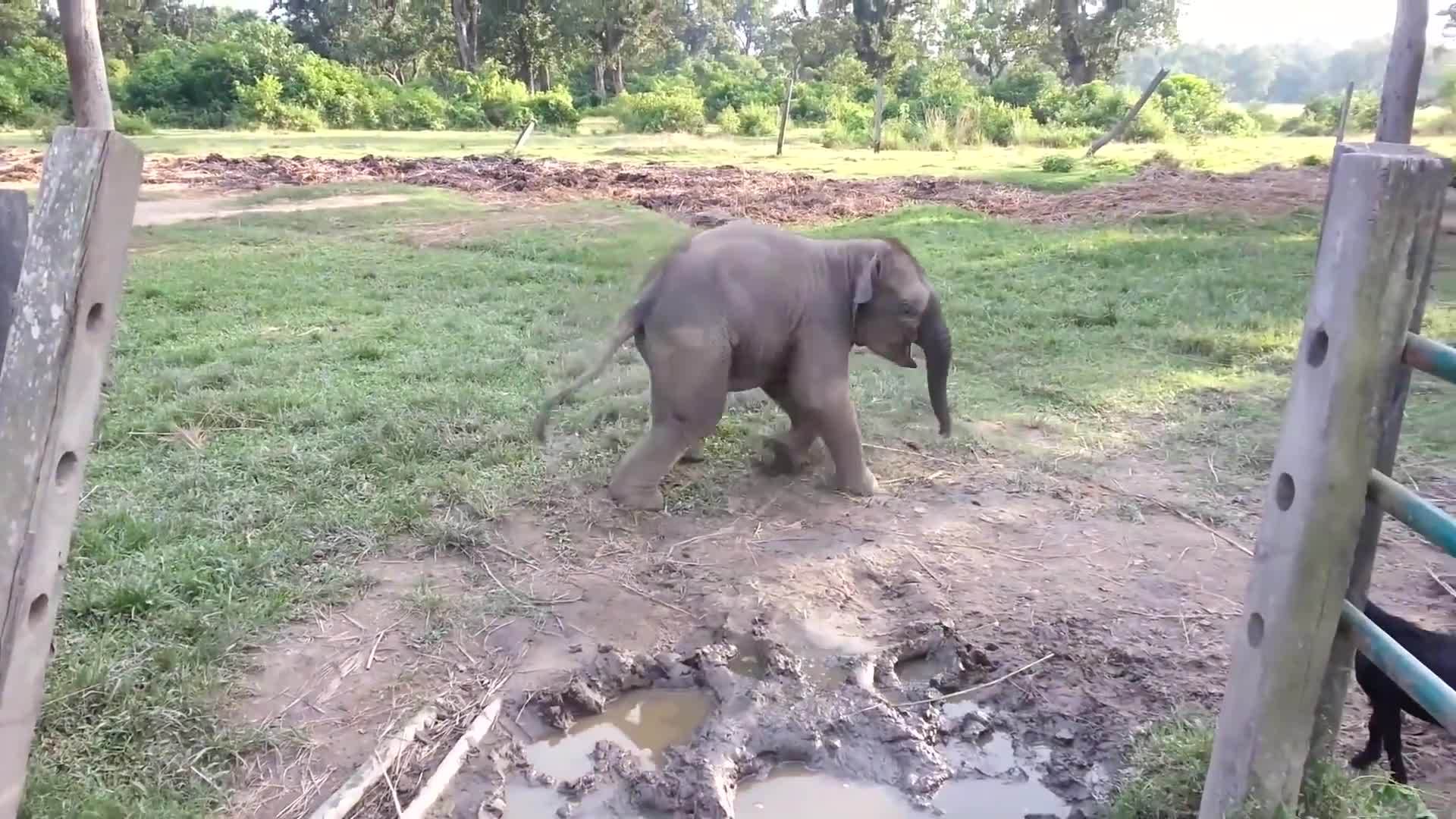 Voi rừng gào thét chạy trốn dê