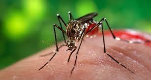 Một người Úc nhiễm Zika sau khi rời Việt Nam