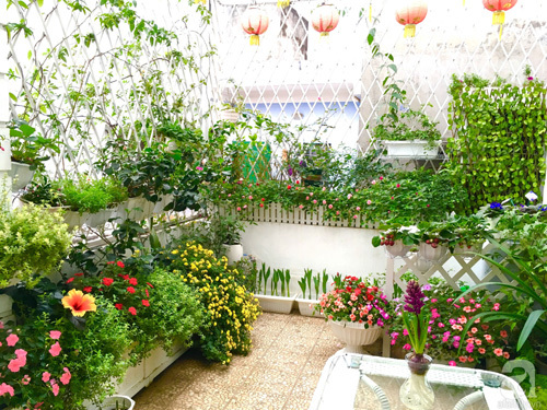 Bà mẹ sở hữu khu vườn 15m² tràn ngập sắc hoa đáng “ghen tị” ở Kim Mã, Hà Nội
