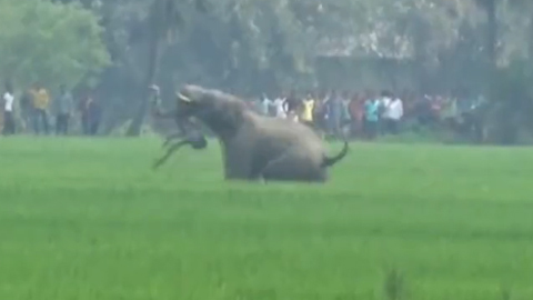 Bầy voi hung dữ tấn công khiến 6 người thương vong