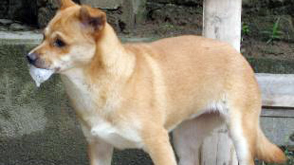 Chó dại cắn chết chủ nhà đang mang thai