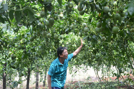 Bí ẩn thương lái Tàu và cây chanh leo ở Tây Nguyên