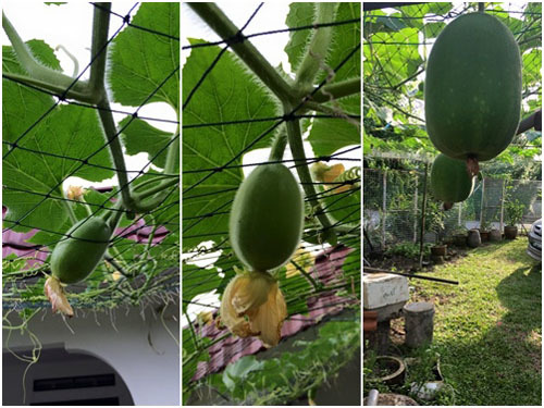 Ghen tị vườn rau, trái khủng của mẹ Việt ở Malaysia