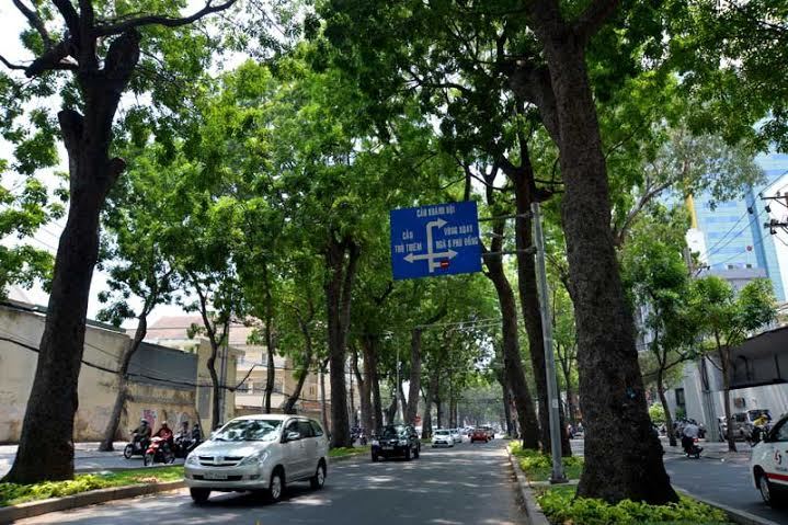 Không có việc đốn hạ 300 cây xanh ở Sài Gòn