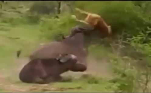 Trâu rừng húc tung sư tử lên trời để cứu đồng loại