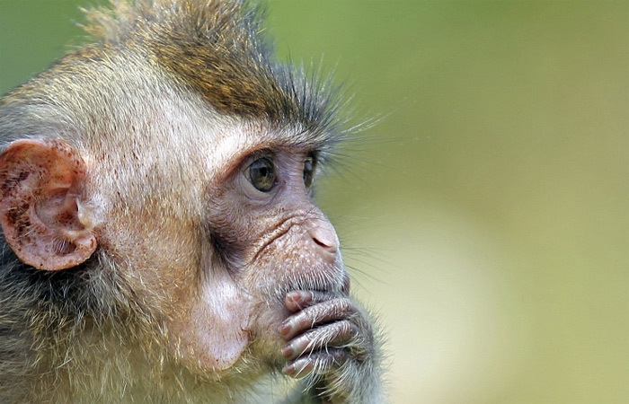 Vì sao Bộ Quốc phòng Nga tìm mua 5 khỉ đực?