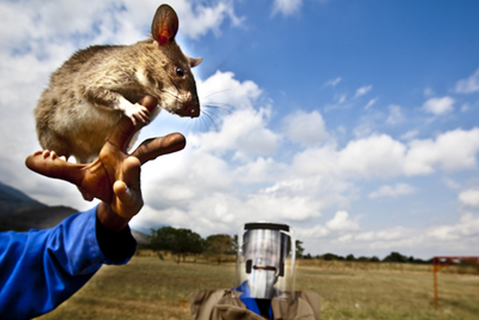 Dùng chuột khổng lồ phát hiện bệnh lao, phá bom