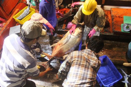 Ngư dân bắt được đàn cá hiếm gặp, thu về gần 700 triệu