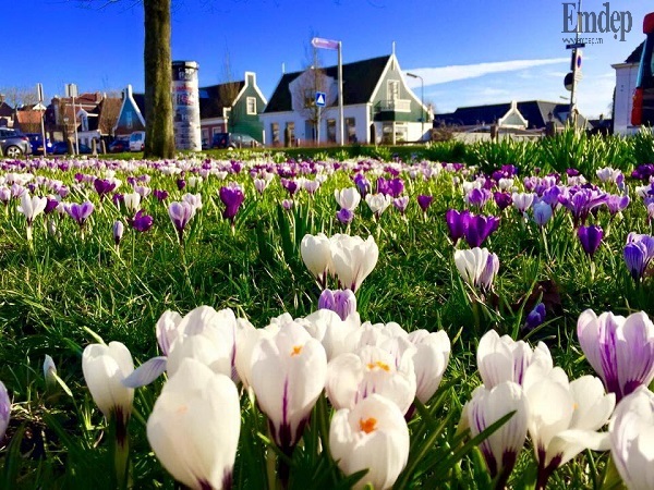 Choáng ngợp trước vườn hoa đẹp như cổ tích của mẹ Việt ở Hà Lan