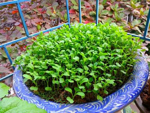 Mẹ Lào Cai trồng rau mầm kín bậu cửa sổ cho chồng con