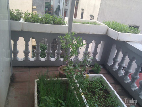 Ban công đủ loại rau trái ai nhìn cũng ước ao của bà mẹ hai con
