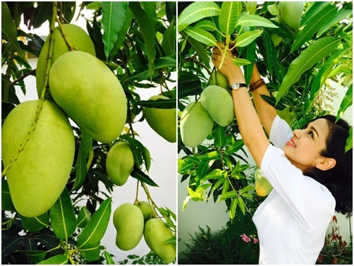 Sau vinh quang, người đẹp Tây Đô về với thú vui vườn tược