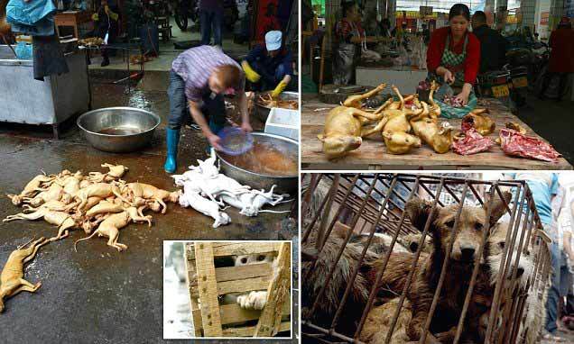 Hình ảnh chợ thịt chó lớn nhất Trung Quốc