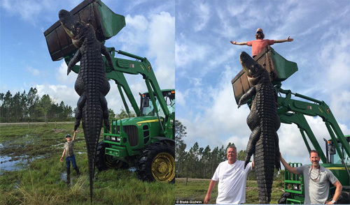 Bắt cá sấu 'khổng lồ' từng nuốt chửng bò