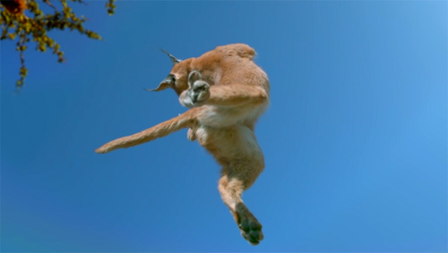 Tại sao loài mèo luôn tiếp đất được bằng chân?