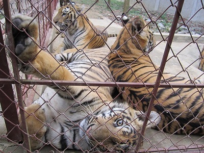Vợ trùm buôn bán hổ Nghệ An được cấp phép nuôi hổ