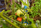 Ngất ngây vườn sân thượng 15 giống cà chua trĩu quả ở Hà Nội