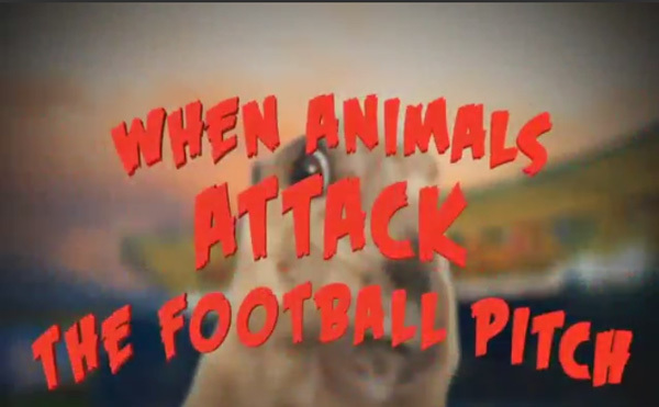 Tổng hợp những tình huống động vật