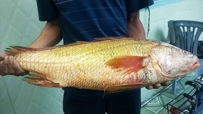 Ngư dân bắt được cá sủ vàng trăm triệu ở Vũng Tàu