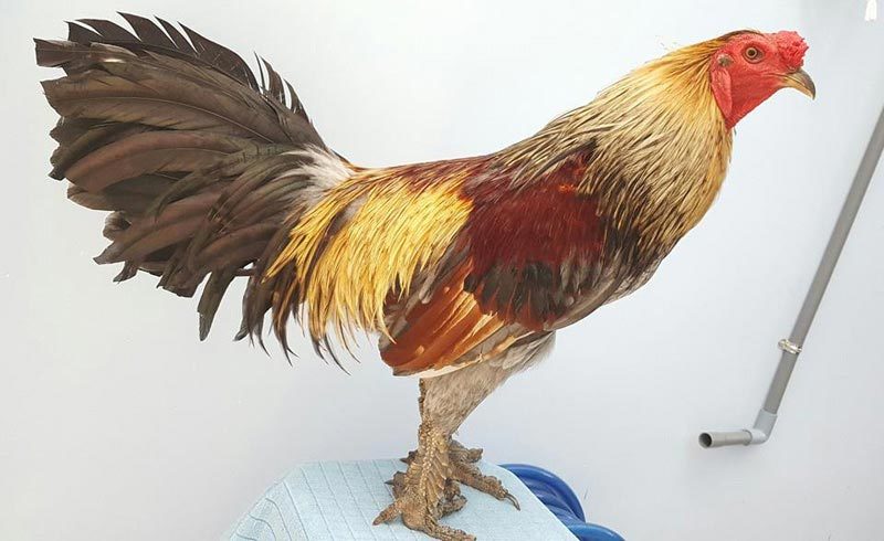 Lạ lùng loài gà có chân chi chít vảy rồng ở Việt Nam
