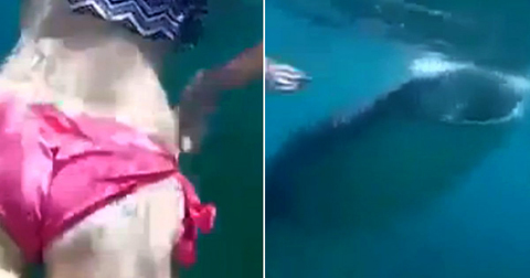 Cô gái hoảng loạn phát hiện cá mập 'khủng' bơi cạnh mình